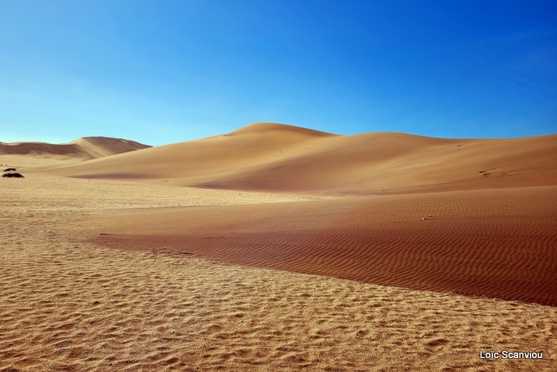 Désert du Namib/Namib Desert (7)