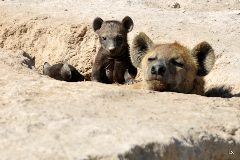 Hyène tachetée/Spotted Hyena (2)