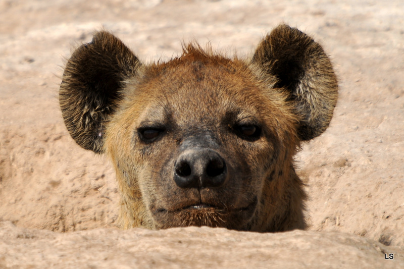 Hyène tachetée/Spotted Hyena (3)