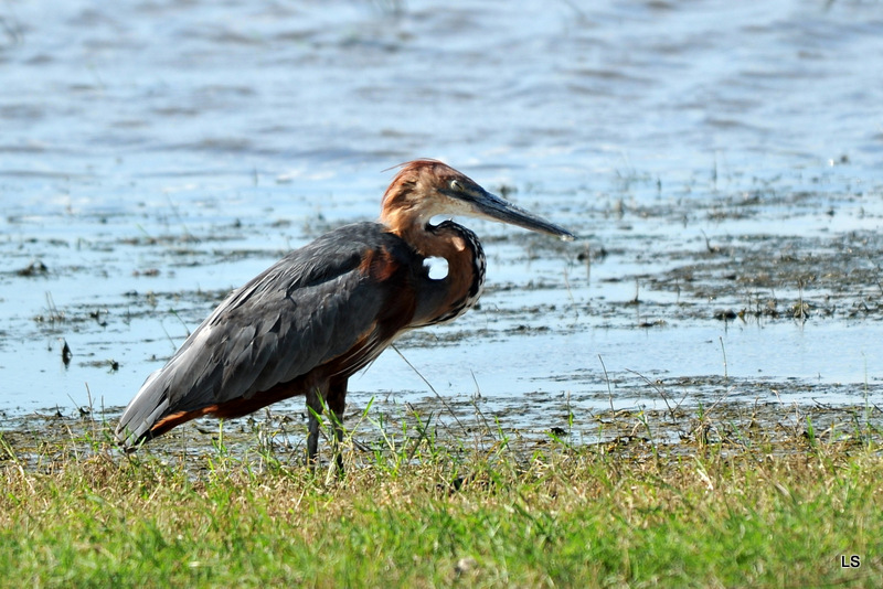 Héron Goliath/Goliath Heron (1)