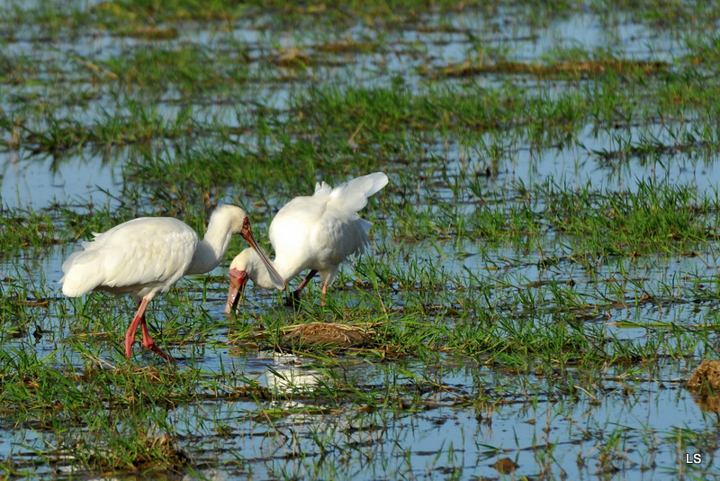 Spatule d'Afrique/African Spoonbill (1)