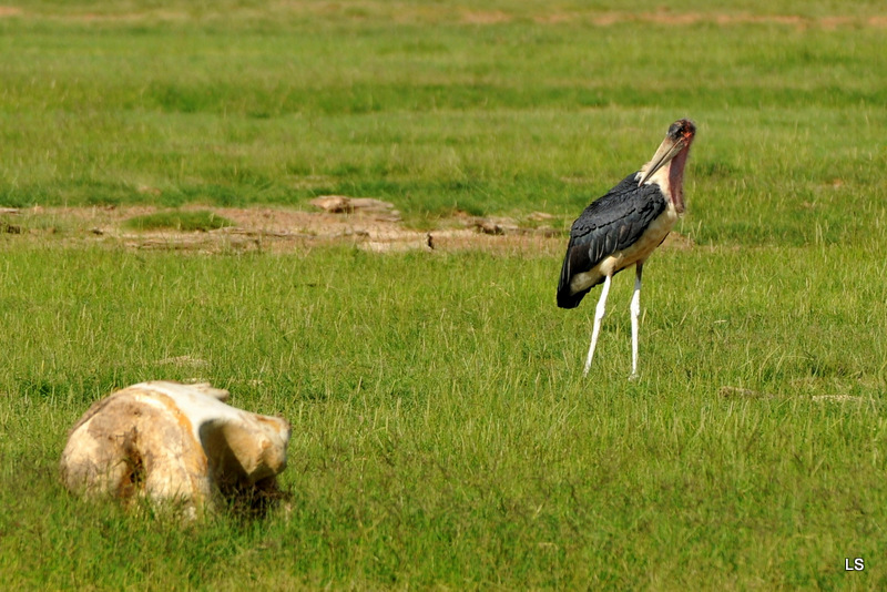 Marabout/Marabou Stork (1)