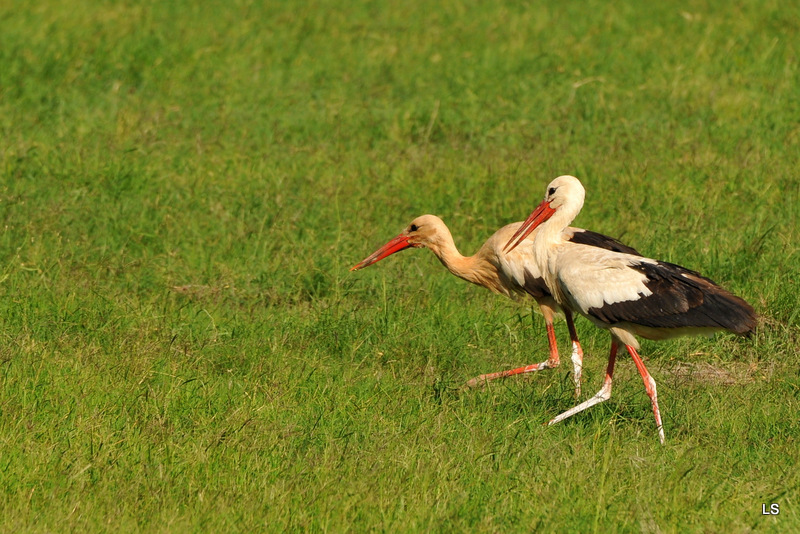 Cigogne blanche/White Stork (1)