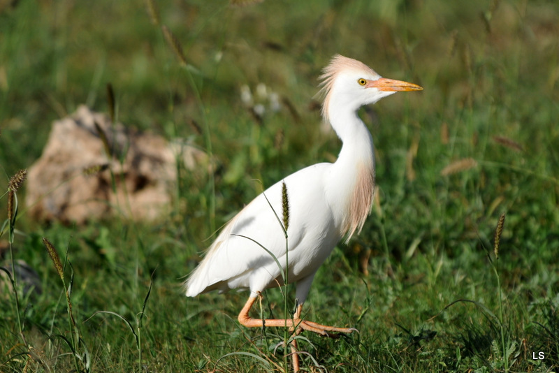 Héron garde-boeufs/Cattle Egret (1)