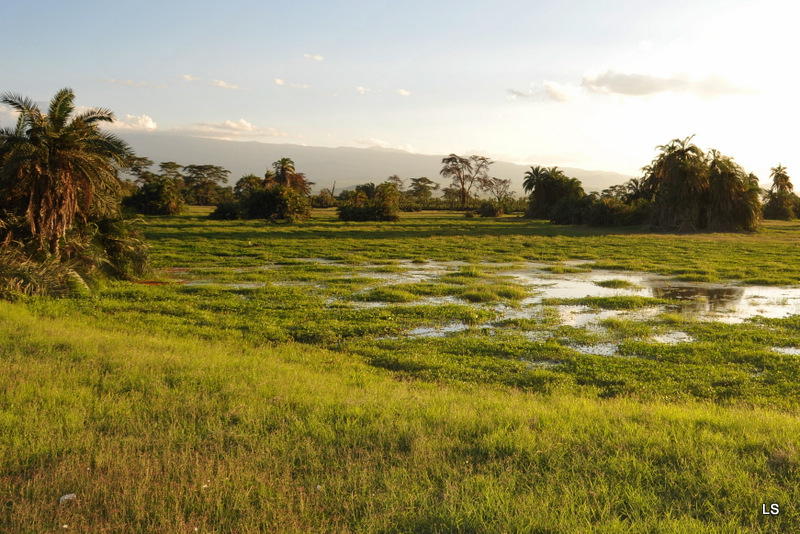 Amboseli (5)