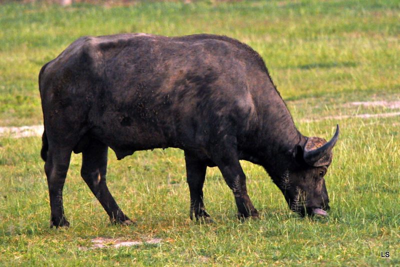 Buffle du Cap/Cape Buffalo (3)