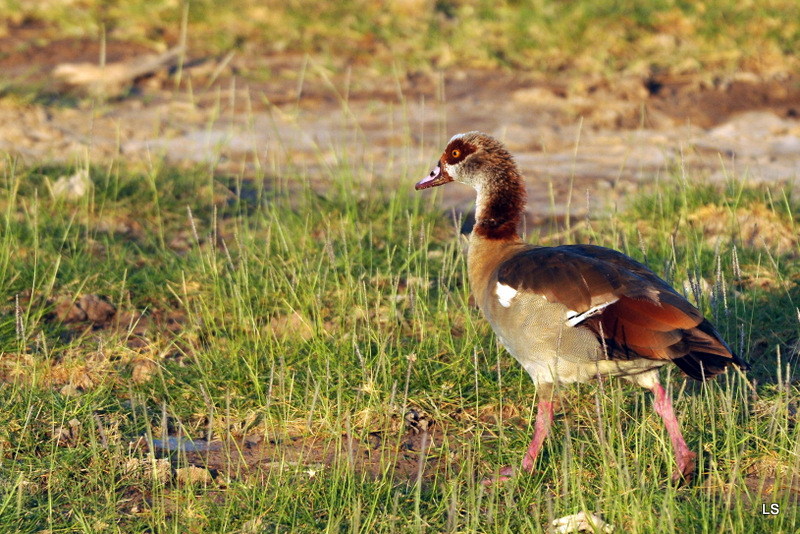 Ouette d'Egypte/Egyptian Goose (1)