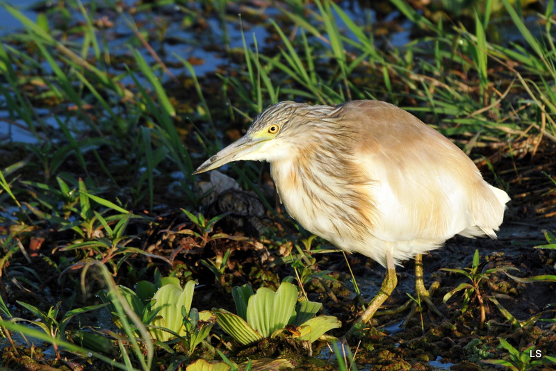 Crabier chevelu/Common Squacco Heron ()