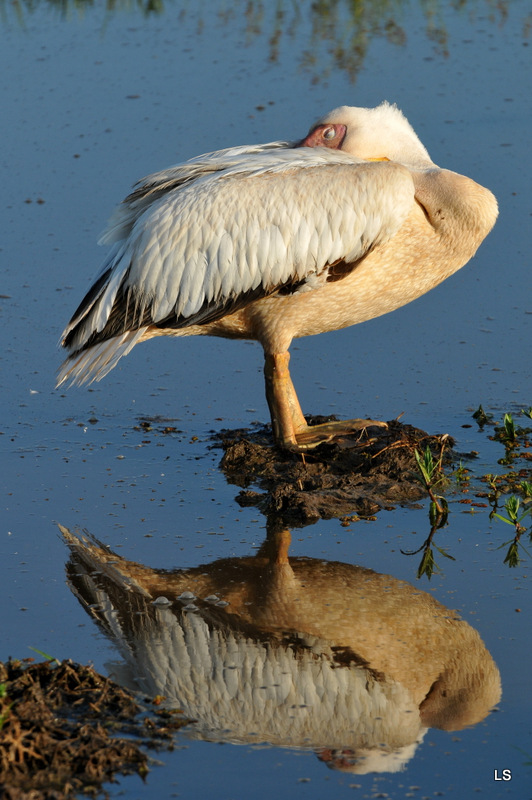 Pélican blanc/Great White Pelican (2)