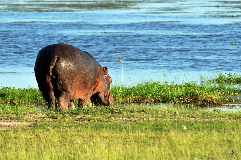 Hippopotame/Hippopotamus (1)