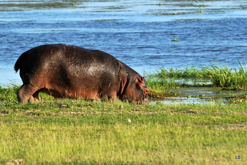 Hippopotame/Hippopotamus (2)