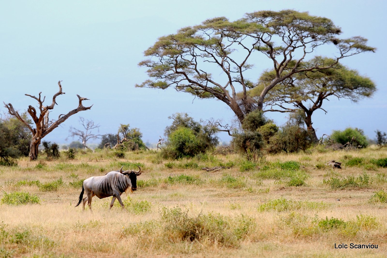 Gnou/Wildebeest (1)