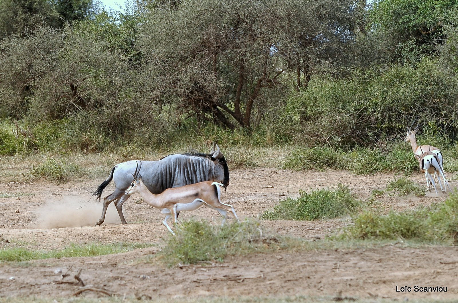 Gnou/Wildebeest (2)