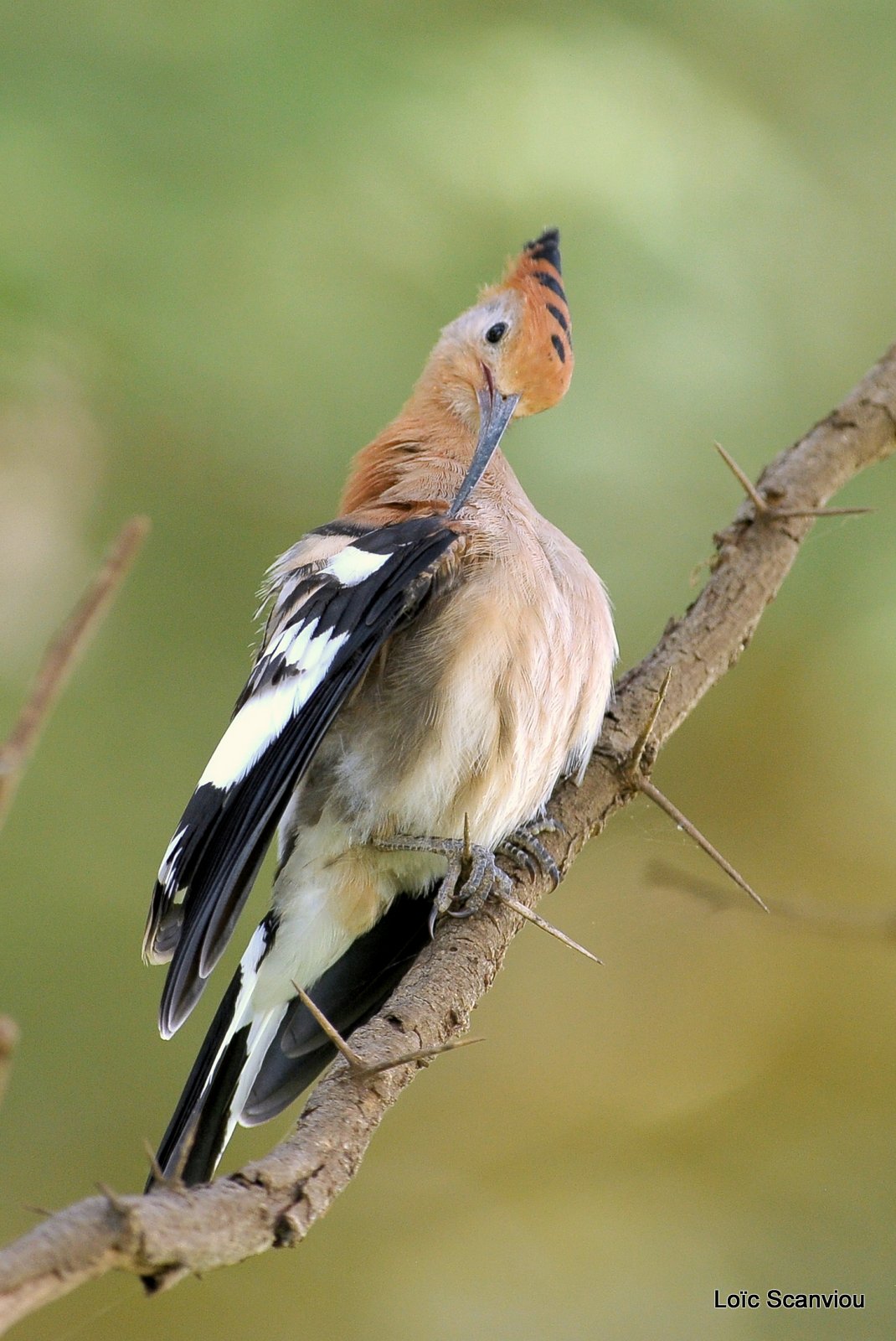 Huppe fasciée/African Hoopoe (1)