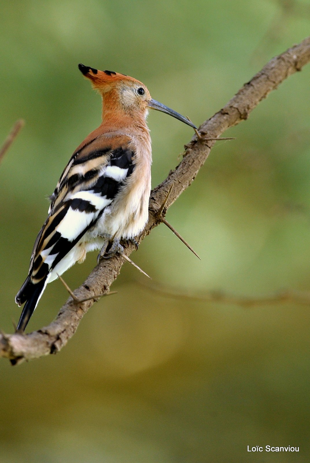 Huppe fasciée/African Hoopoe (2)