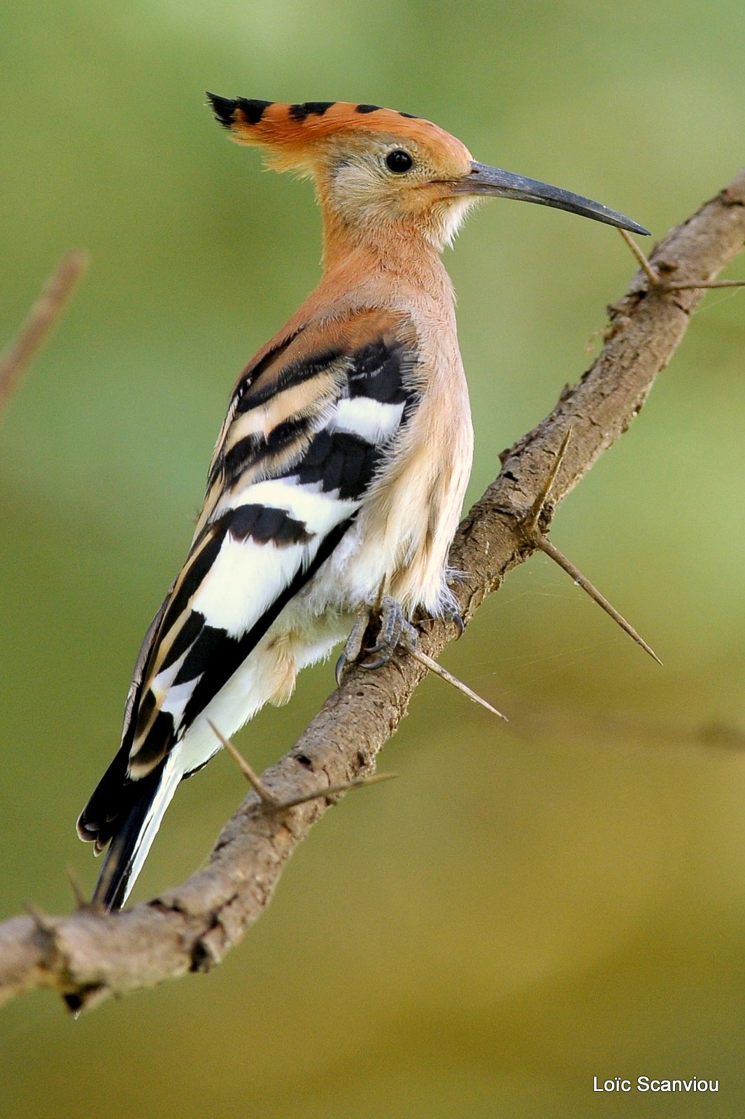 Huppe fasciée/African Hoopoe (3)