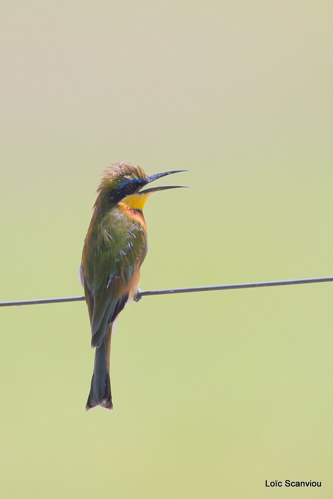 Guêpier nain/Little Bee-Eater (1)