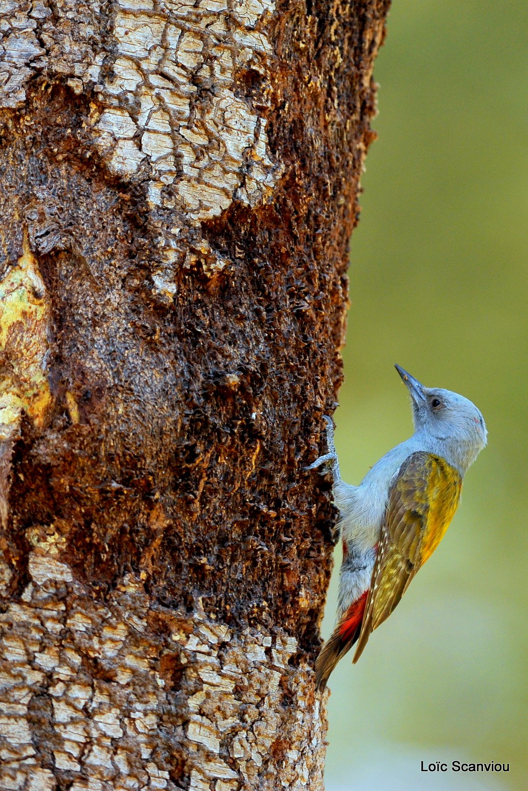 Pivert/Woodpecker (1)