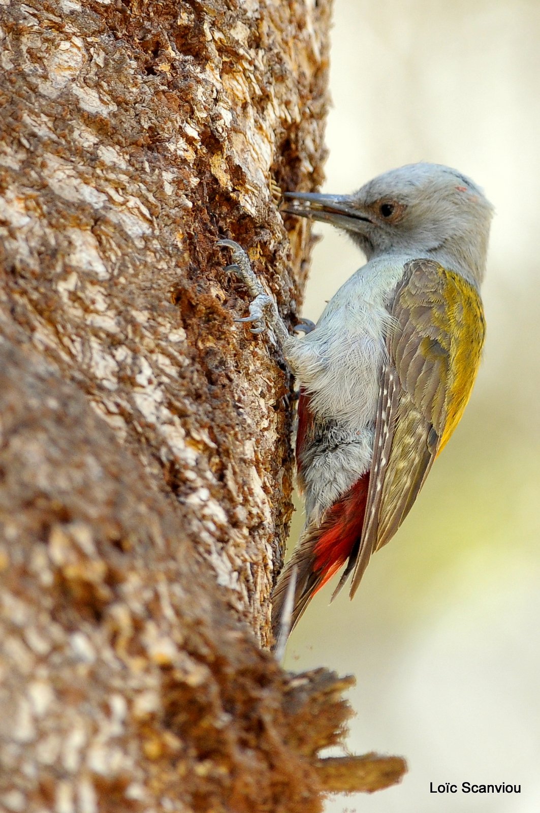 Pivert/Woodpecker (2)