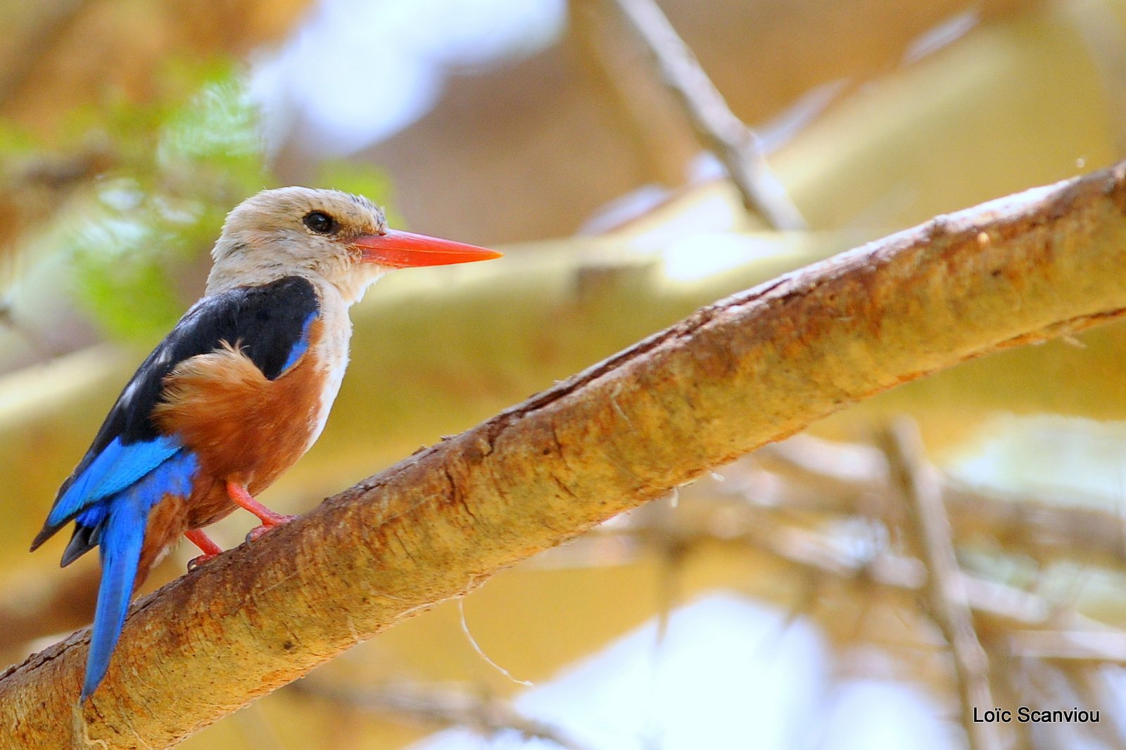 Martin-chasseur à tête grise/Grey-headed Kingfisher (1)