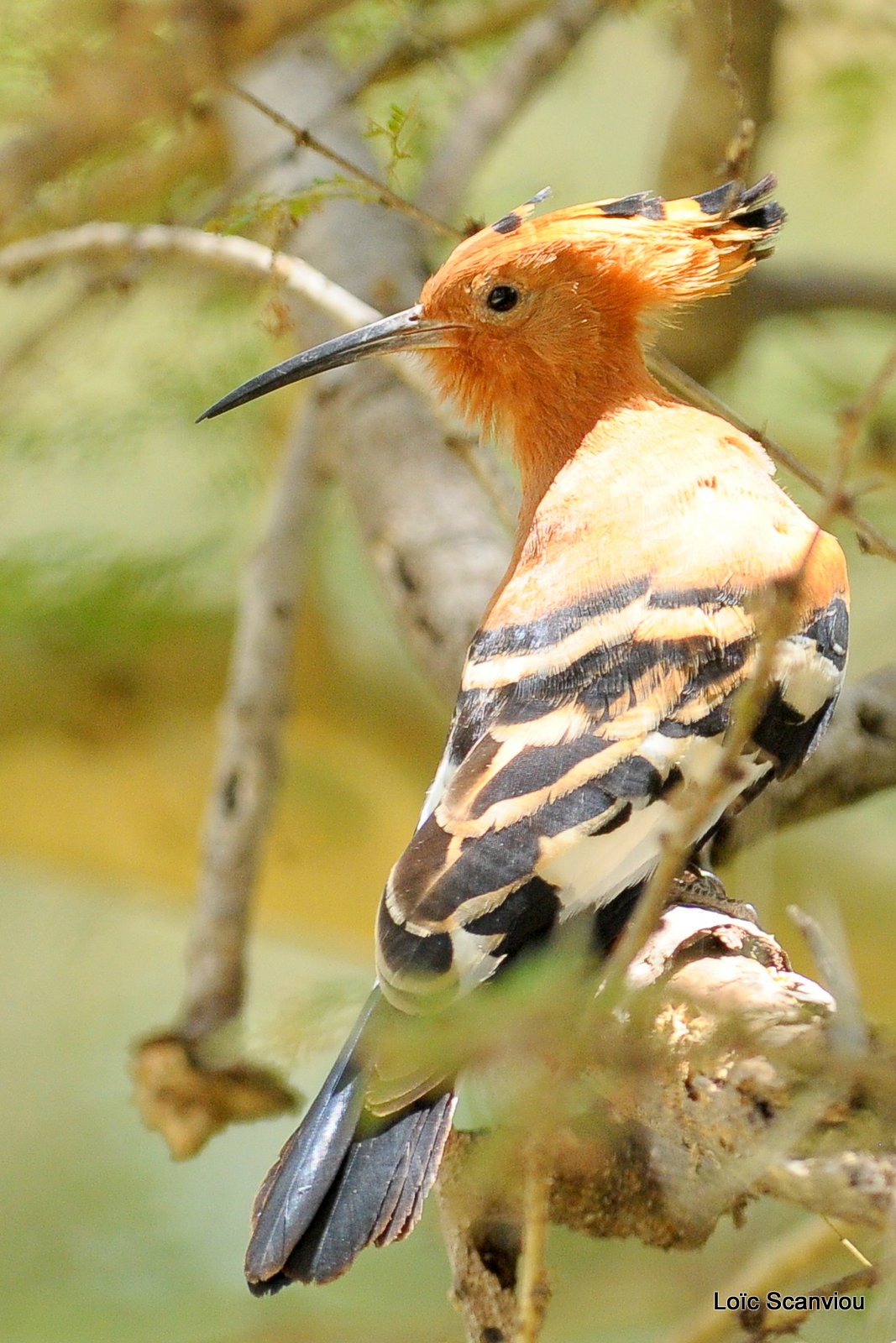 Huppe fasciée/African Hoopoe (4)