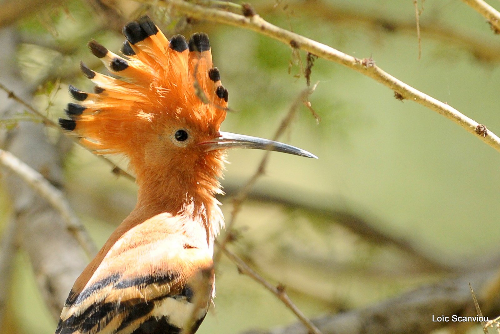 Huppe fasciée/African Hoopoe (5)