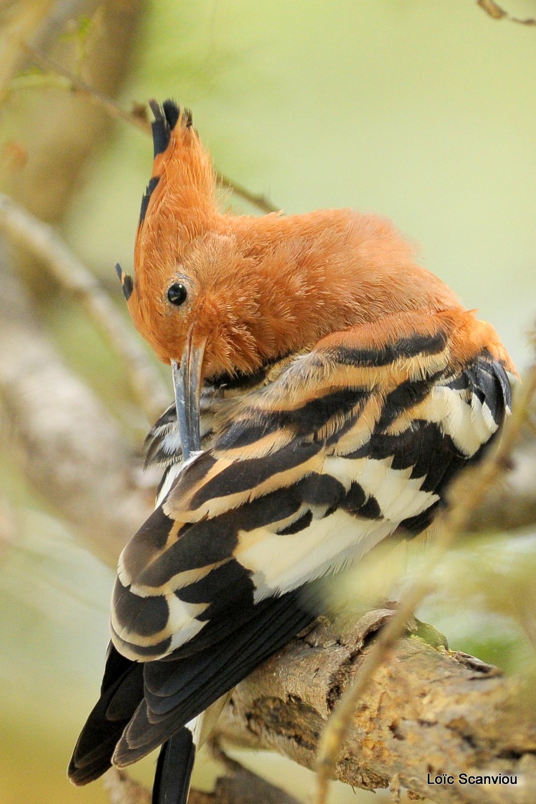 Huppe fasciée/African Hoopoe (6)