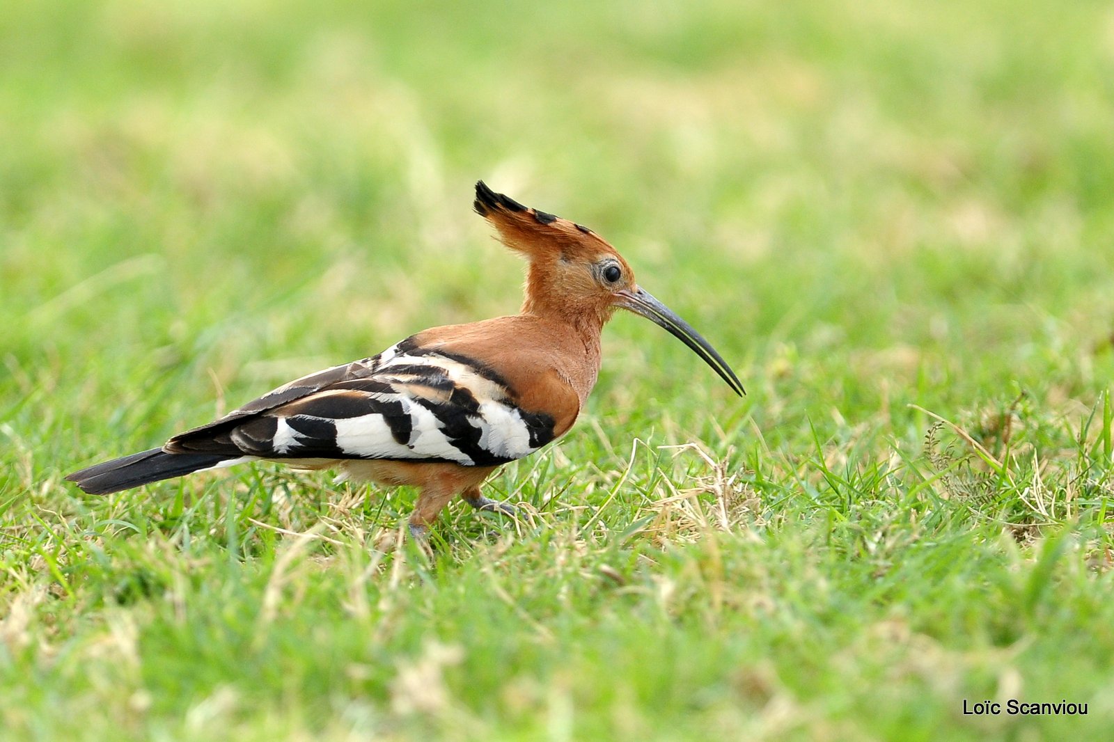 Huppe fasciée/African Hoopoe (7)