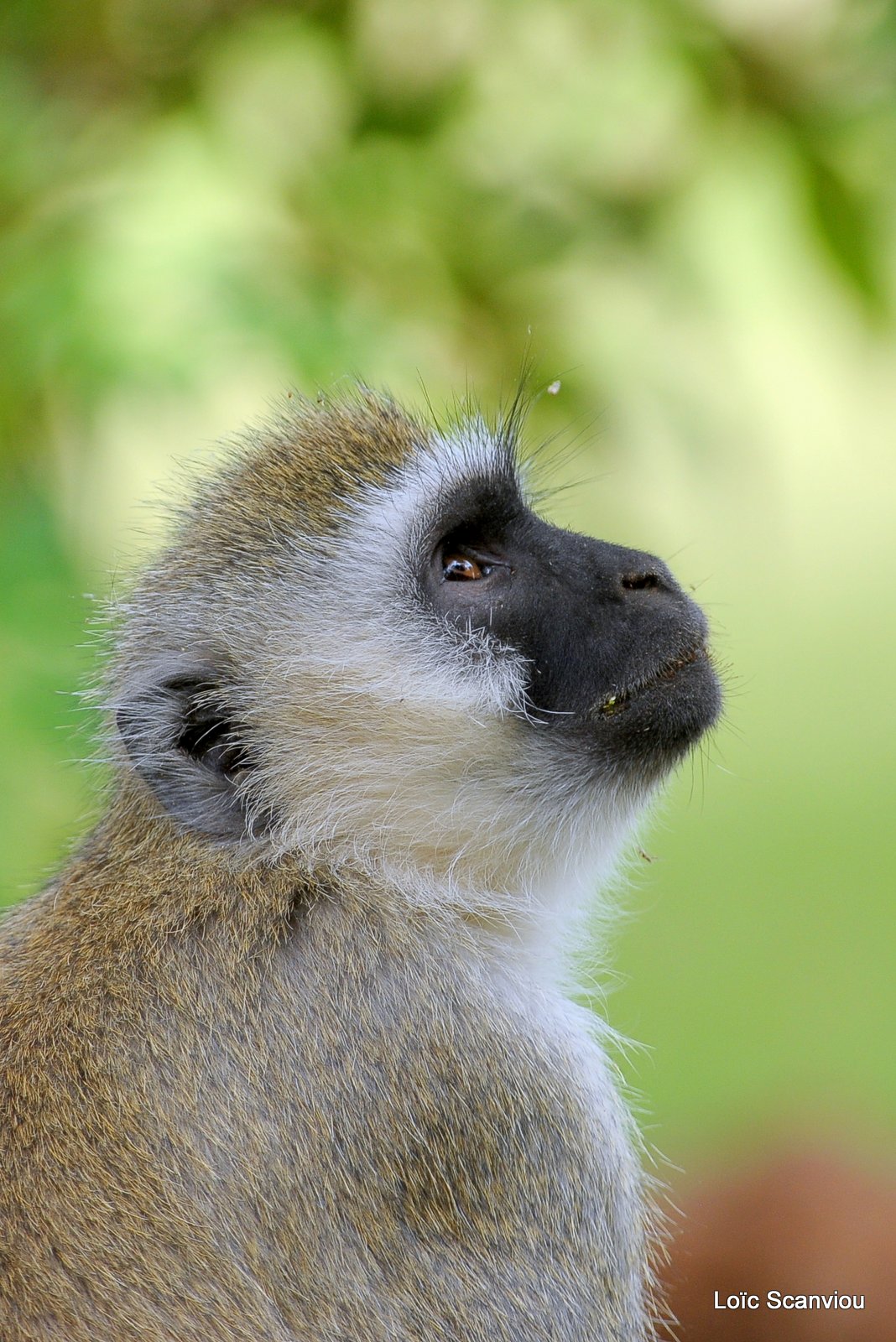 Vervet/Vervet Monkey (1)