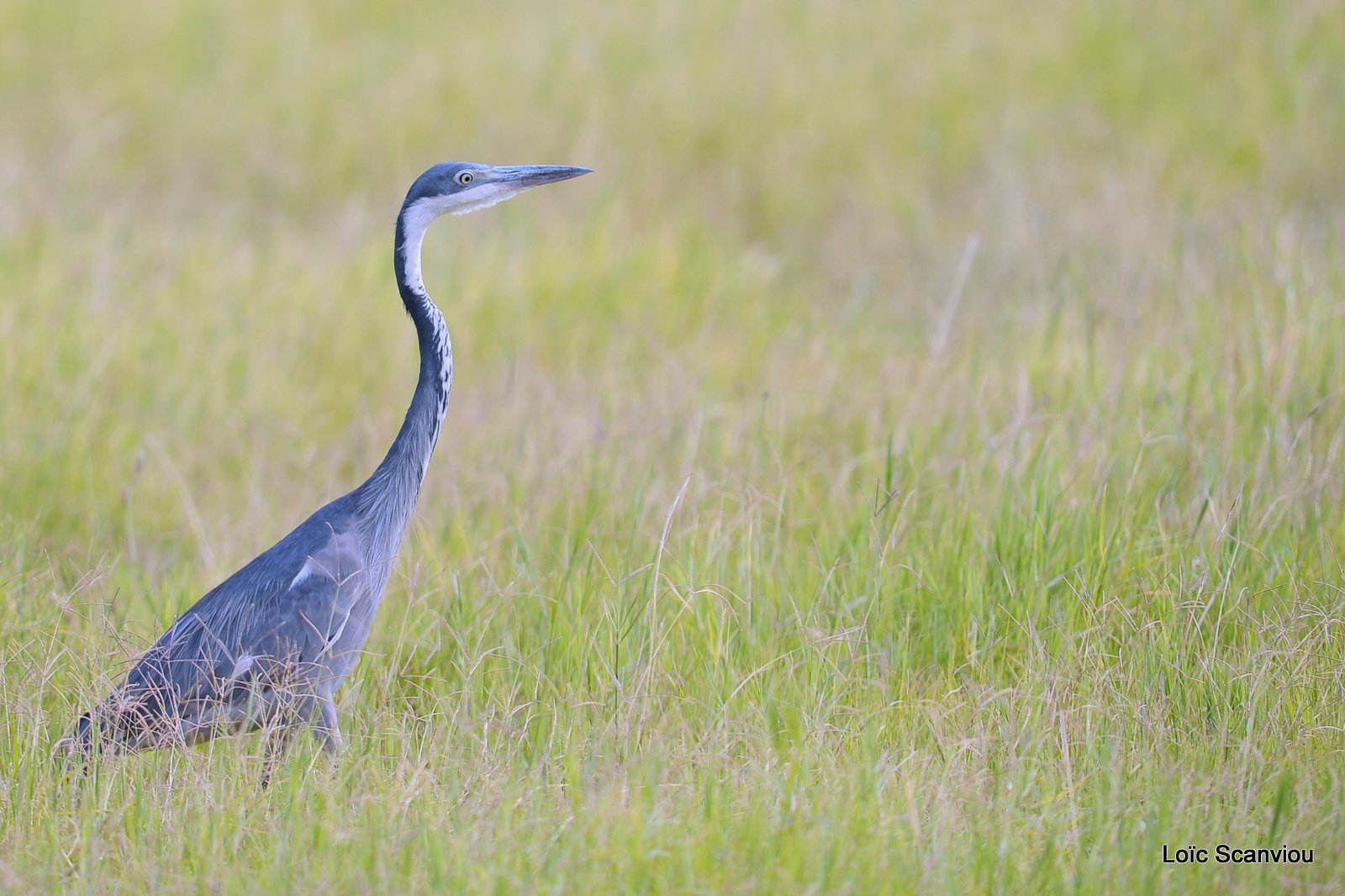 Héron cendré/Grey-headed Heron (1)