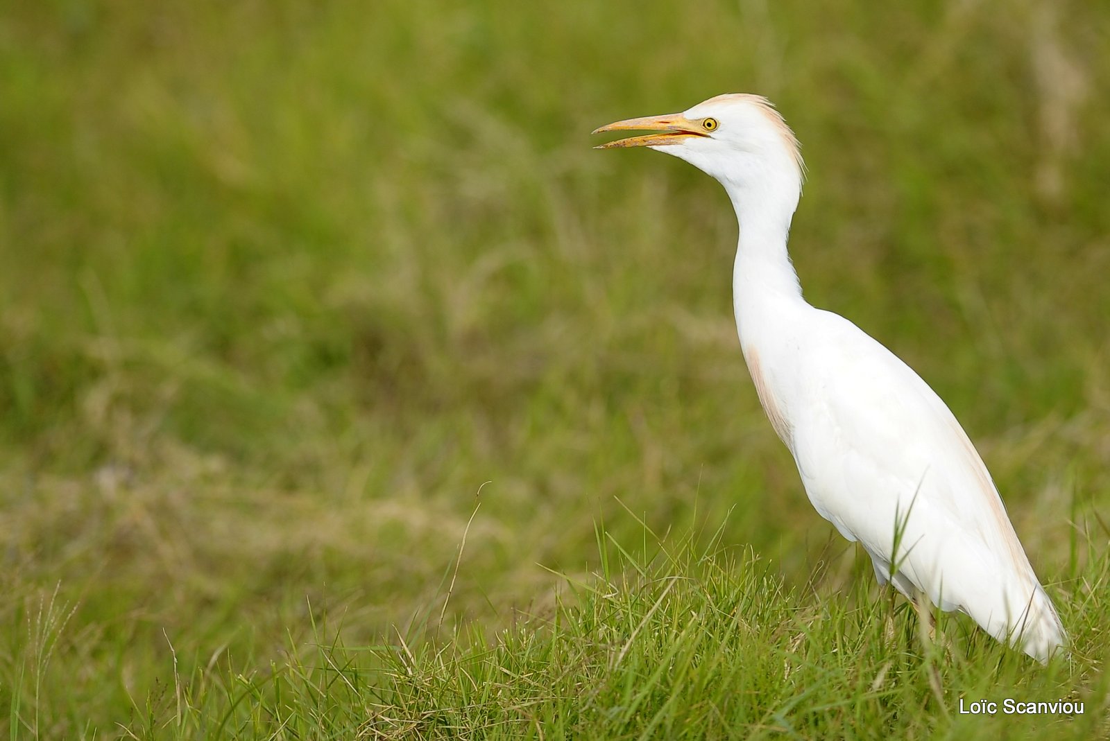 Héron garde-boeufs/Cattle Egret (1)