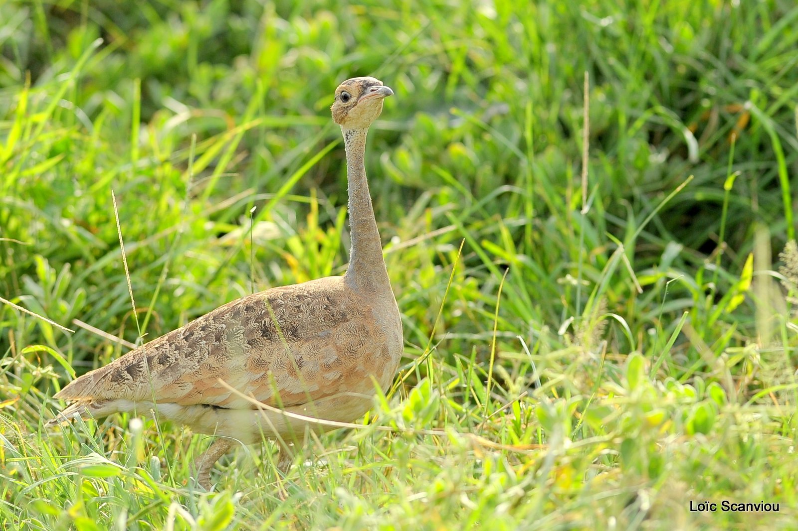 Outarde/Bustard (1)