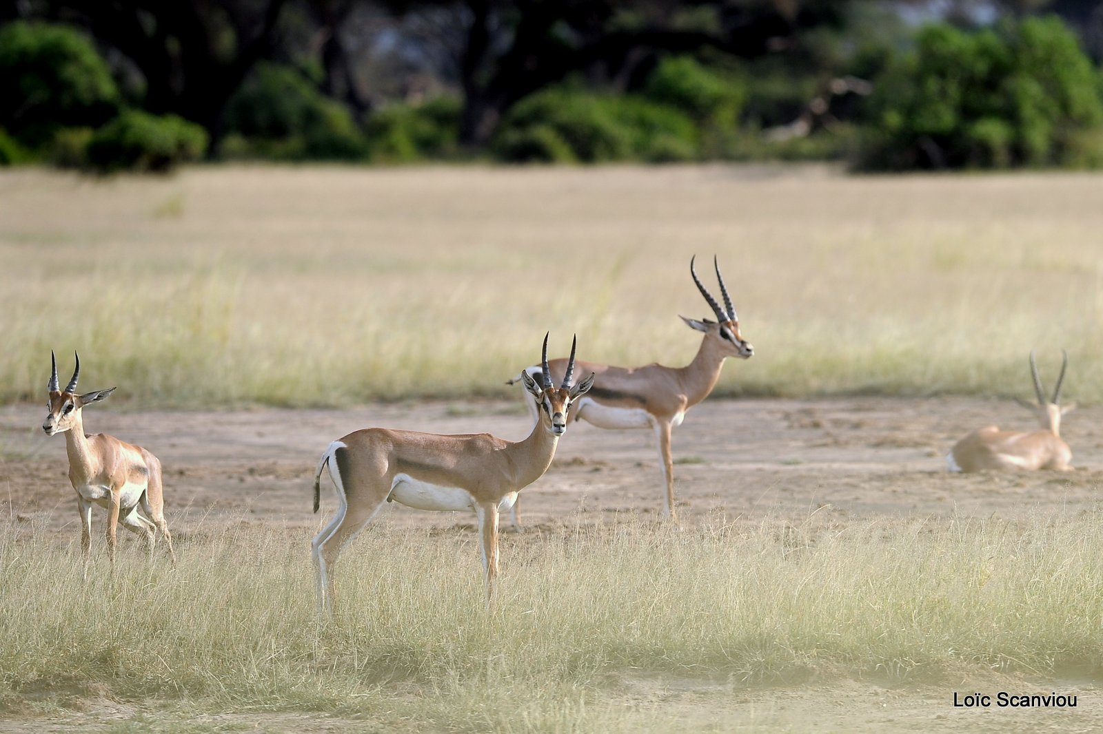 Gazelle de Grant/Grant's Gazelle (1)