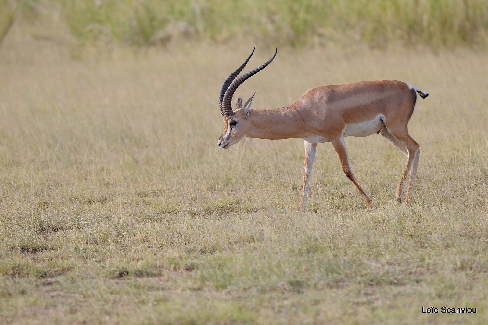 Gazelle de Grant/Grant's Gazelle (2)