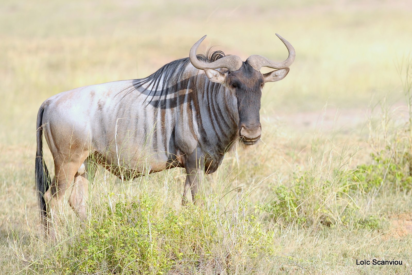 Gnou/Wildebeest (4)