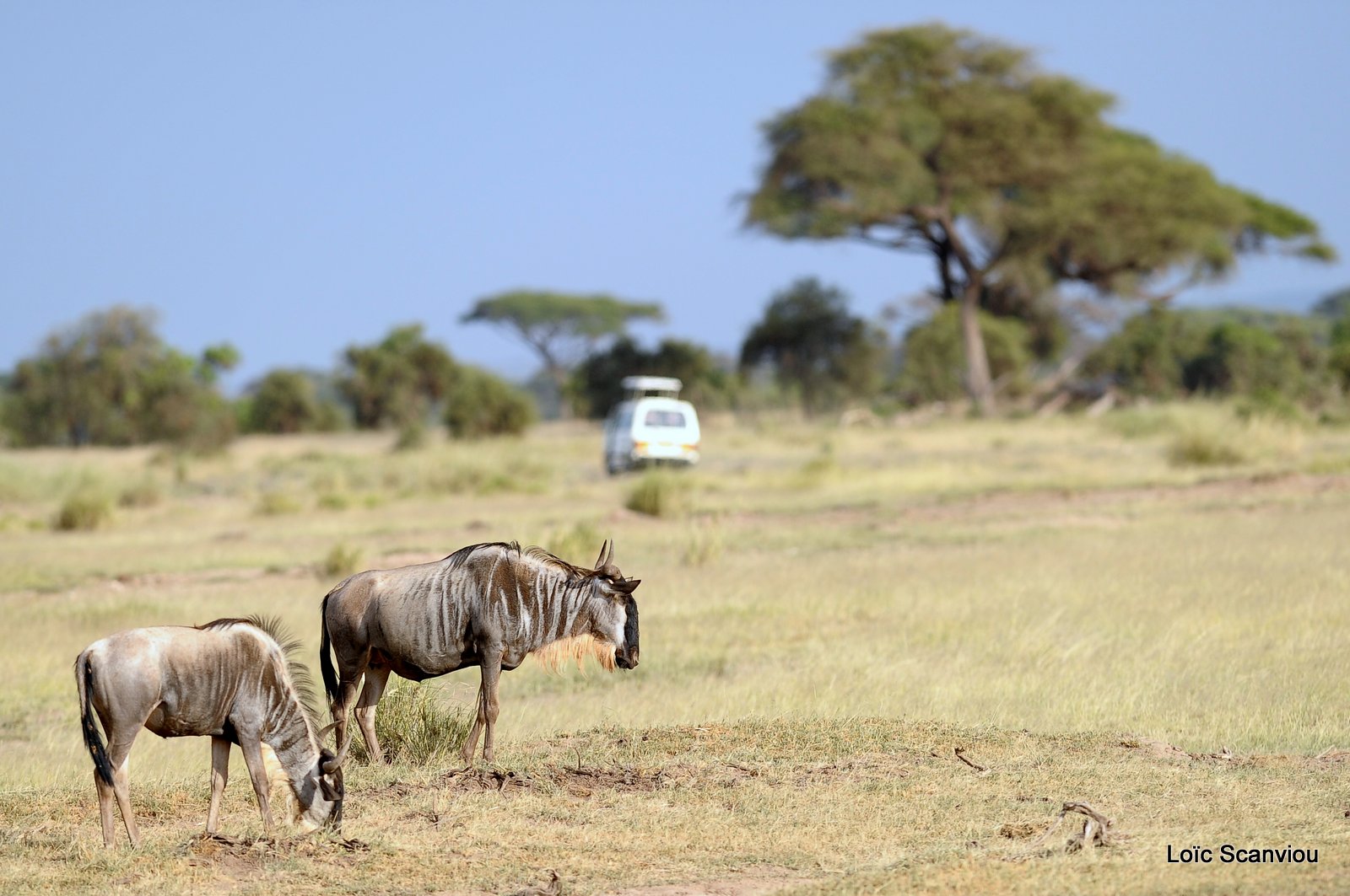 Gnou/Wildebeest (5)