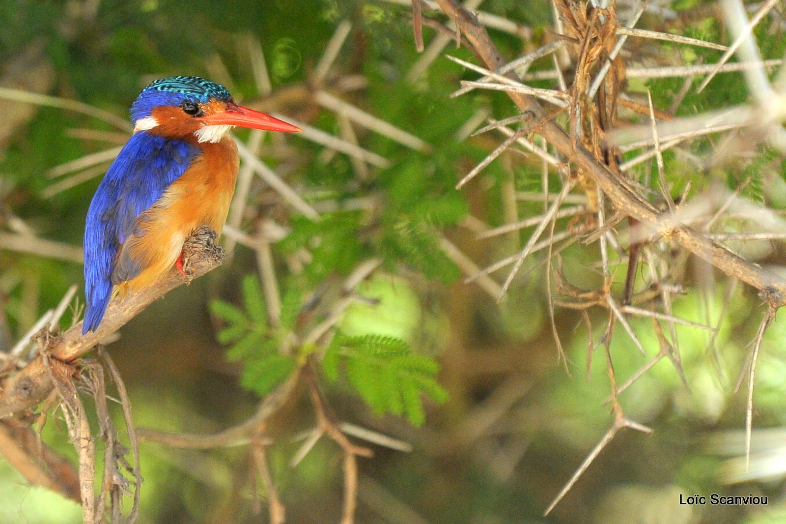 Martin-pêcheur huppé/Malachite Kingfisher (1)