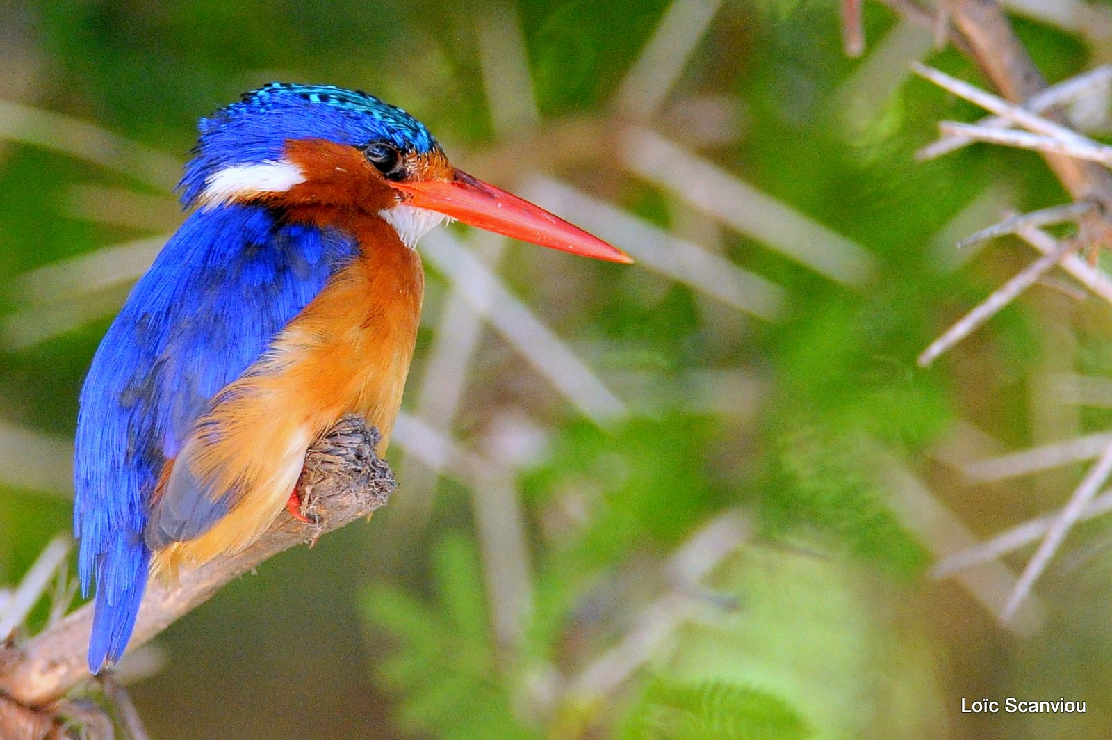 Martin-pêcheur huppé/Malachite Kingfisher (2)