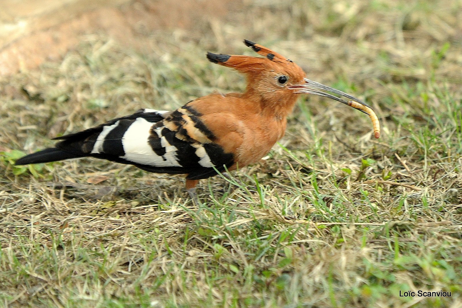 Huppe fasciée/African Hoopoe (1)