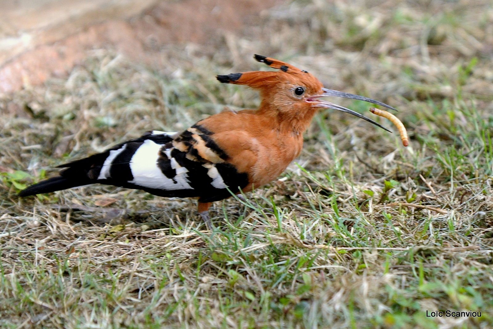 Huppe fasciée/African Hoopoe (2)