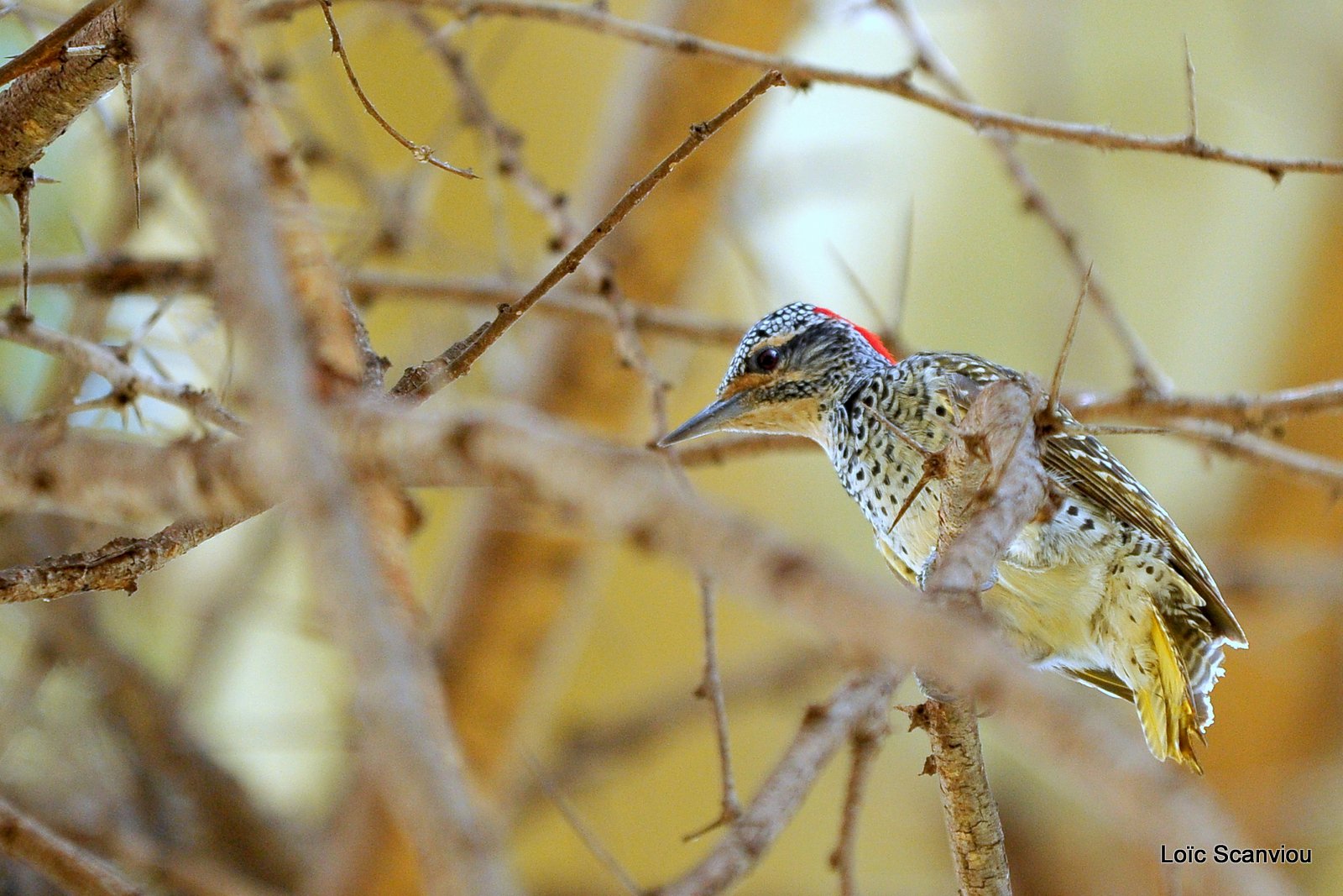 Pic de Nubie/Nubian Woodpecker (1)