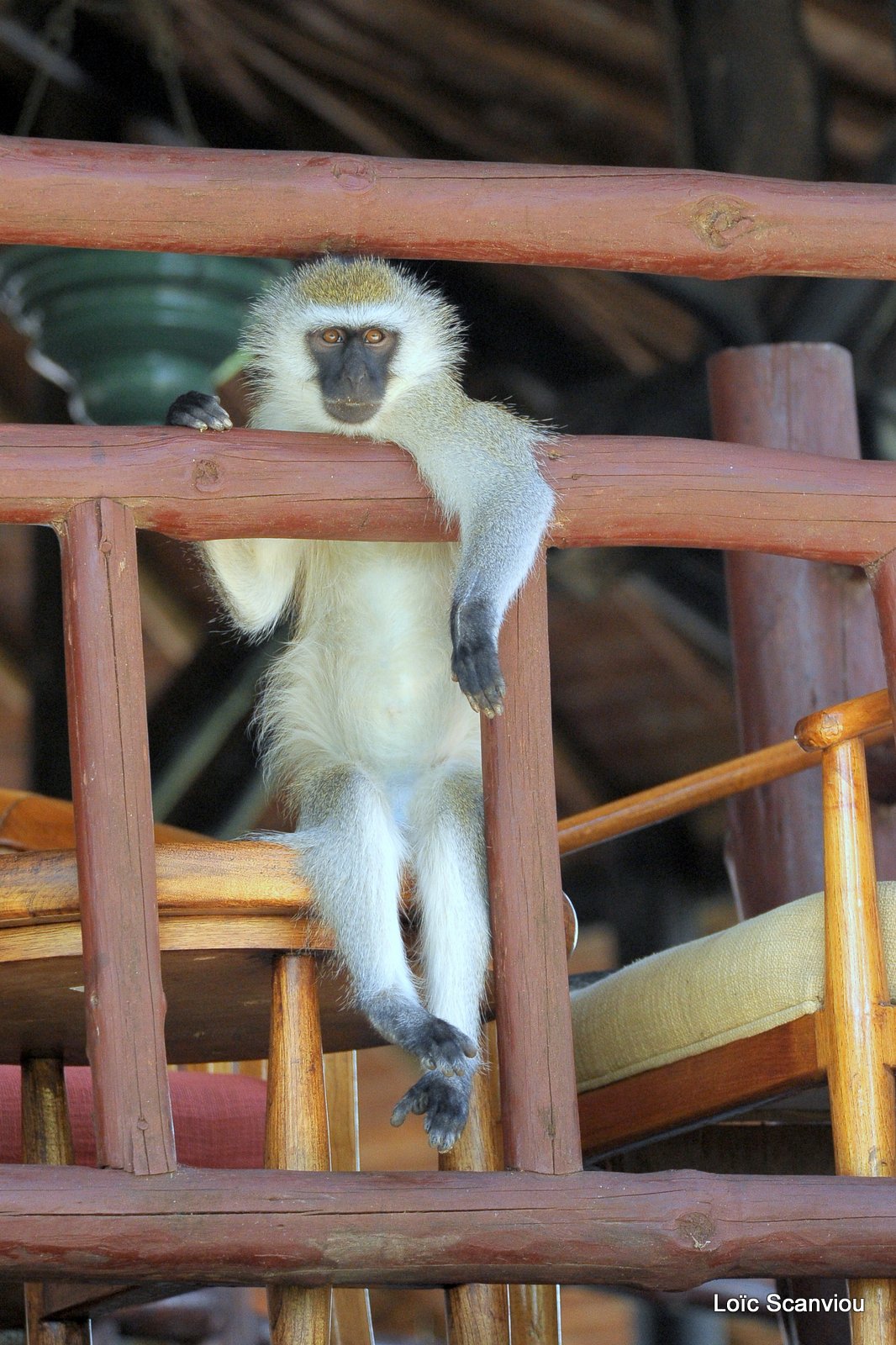 Vervet/Vervet Monkey (1)