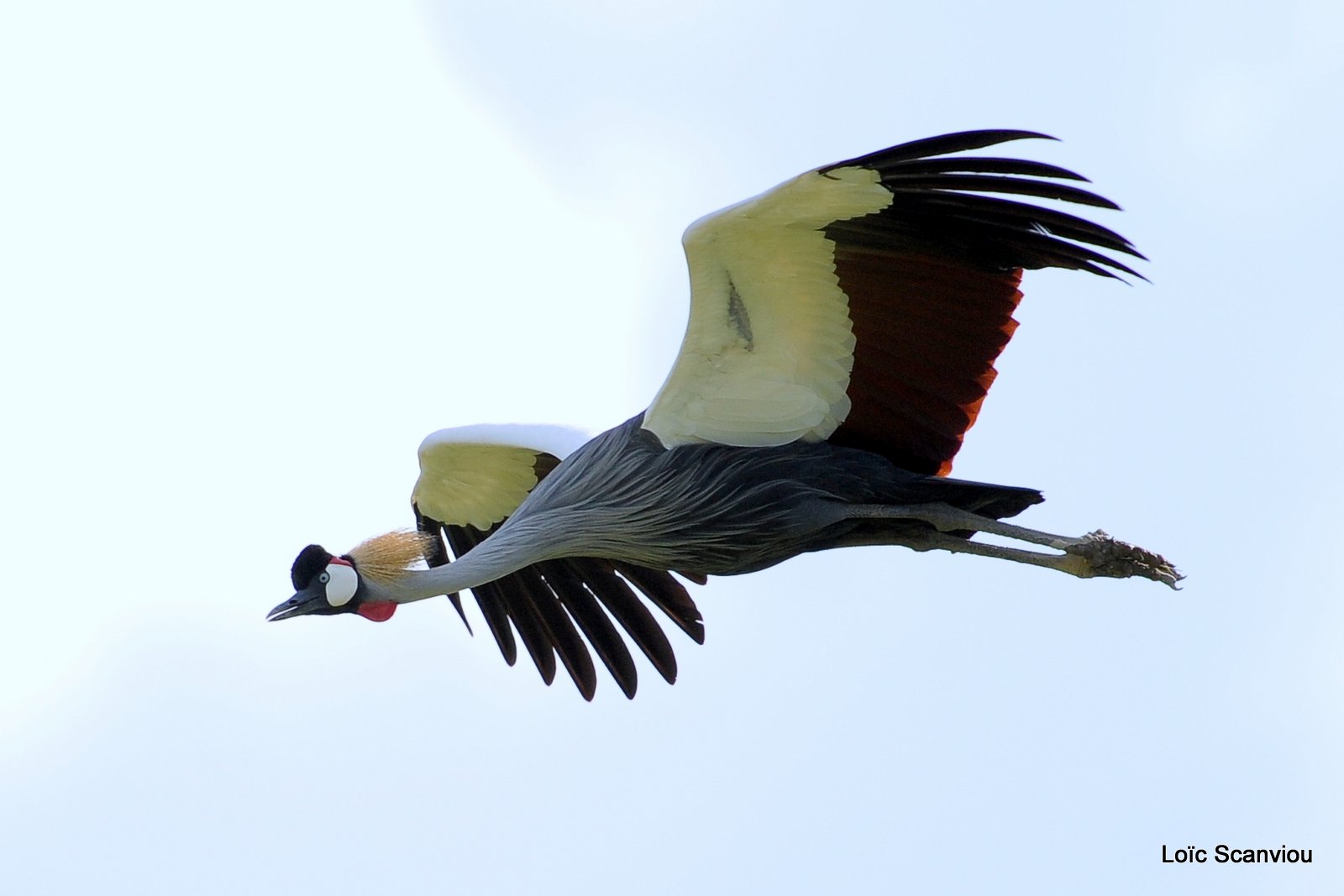 Grue couronnée/Grey-crowned Crane (1)