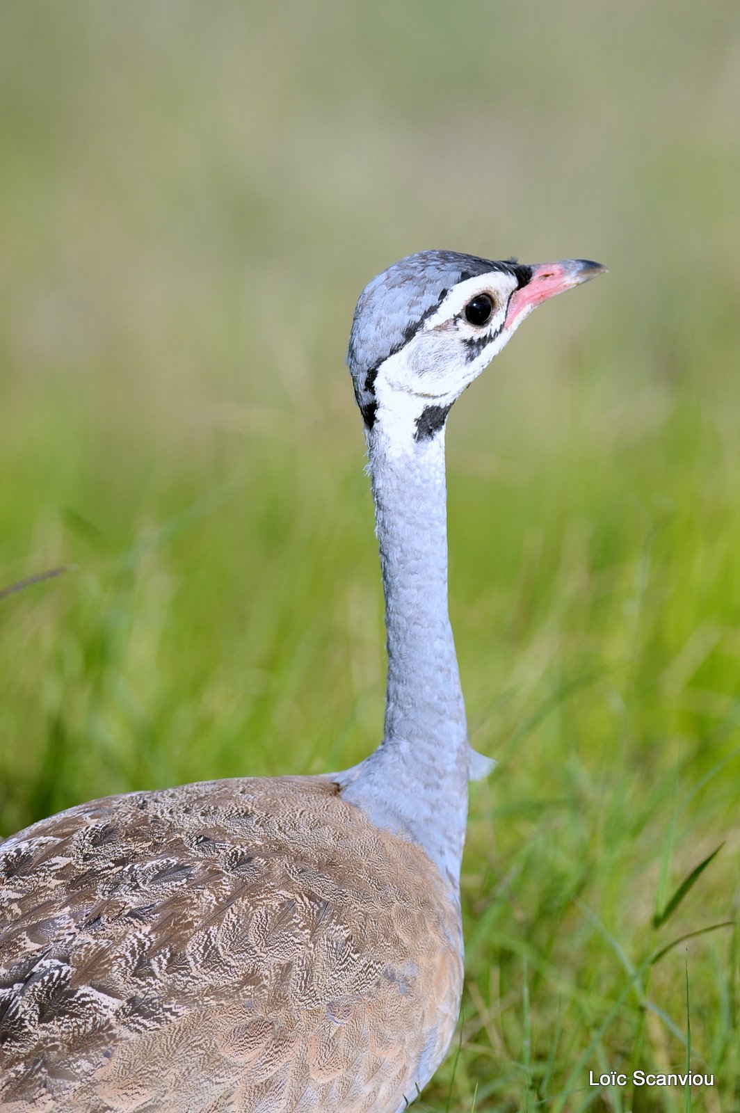 Outarde du Sénégal/White-bellied Bustard (2)