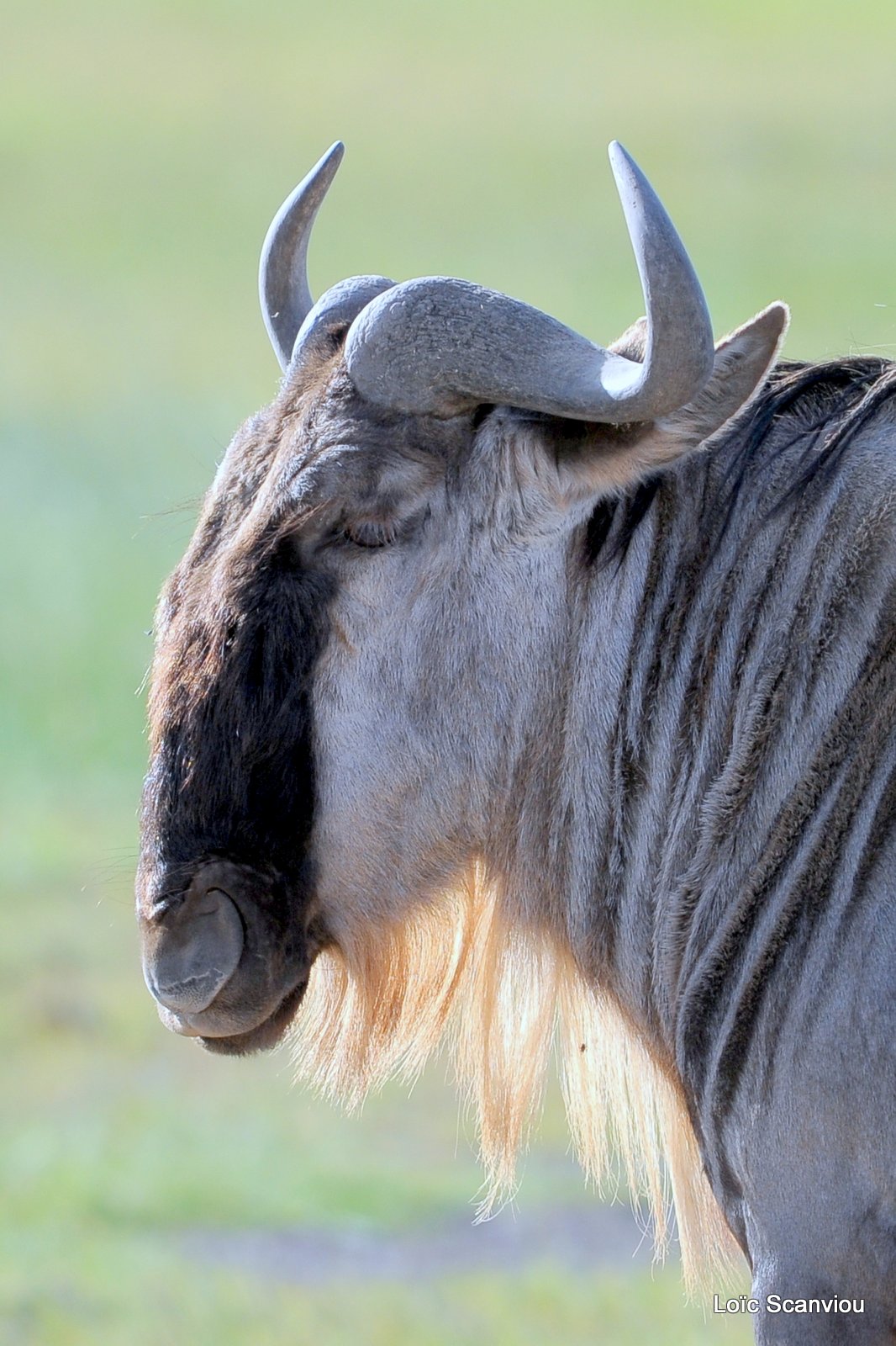 Gnou/Wildebeest (1)