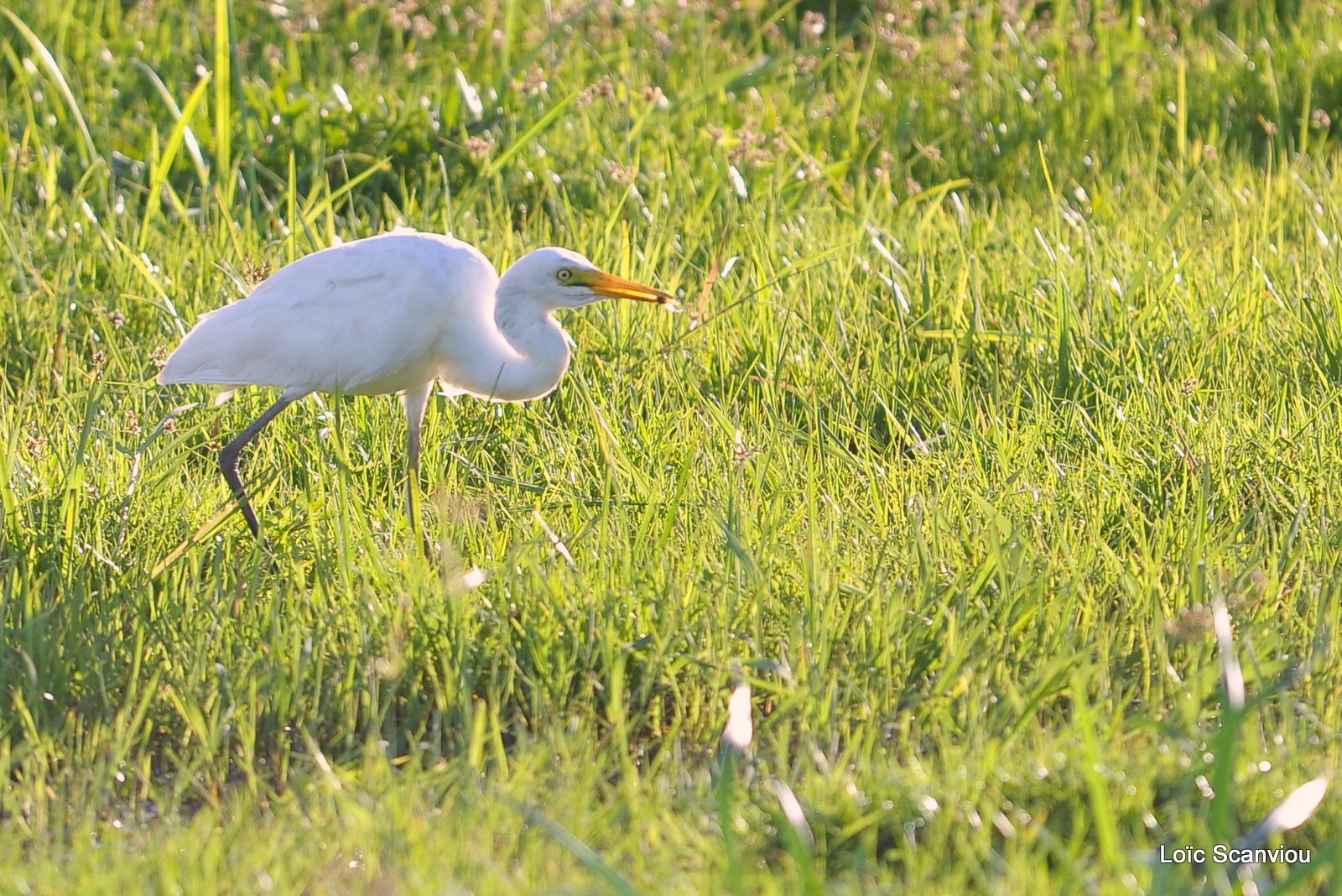 Aigrette/Egret (1)