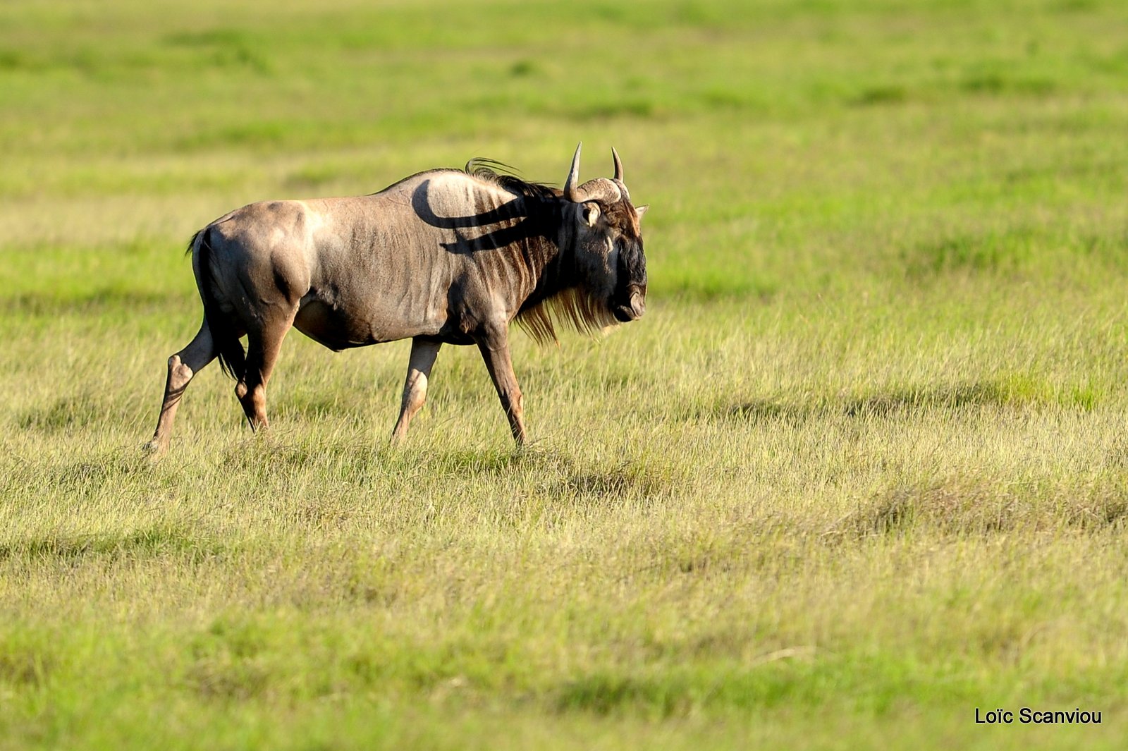 Gnou/Wildebeest (2)