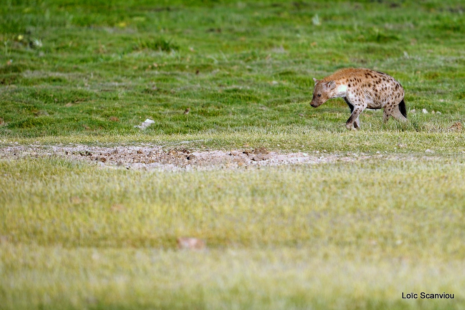 Hyène tachetée/Spotted Hyena (1)