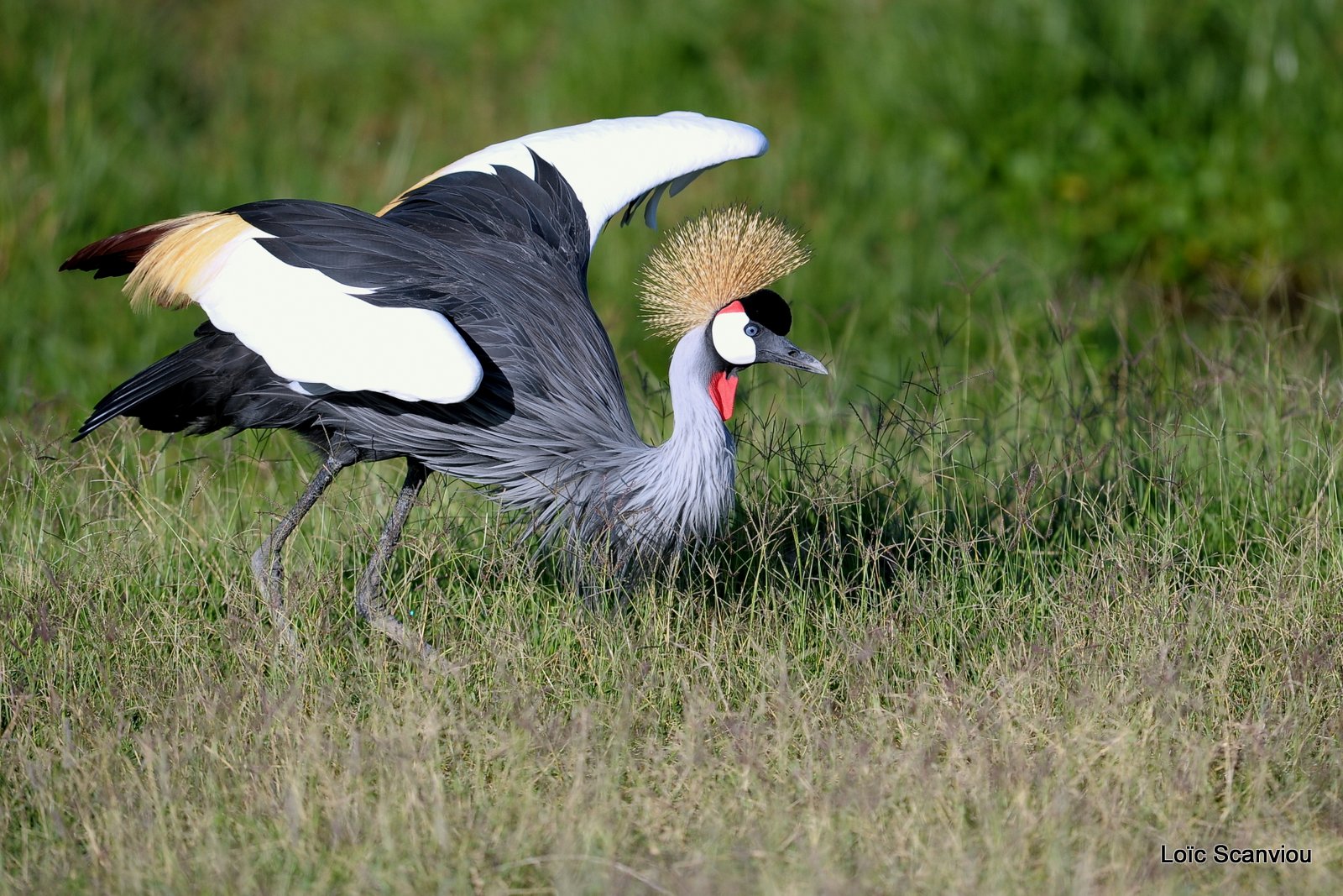 Grue couronnée/Grey-crowned Crane (2)