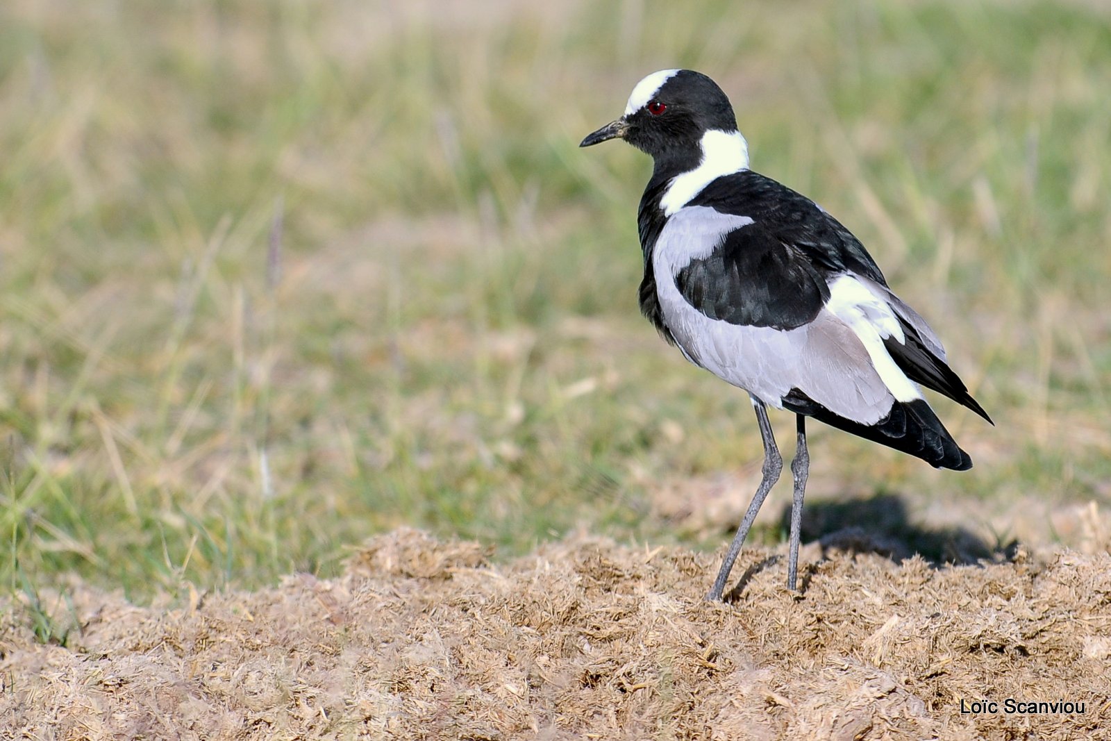 Vanneau armé/Blacksmith Plover (1)